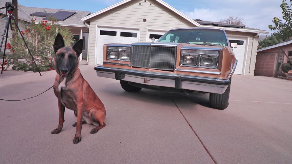 Pita the Drug Detection Dog